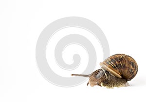 Snail in isolation on a white background