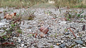 a snail in its natural habitat crawls on a branch