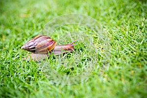 A snail with its shell house moving Slowly on green grass.