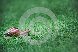 A snail with its shell house moving Slowly on green grass.