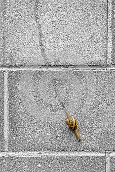 A snail with its shell leaves a trail of drool behind it as it travels along a wall