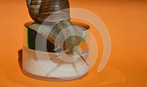 snail on a jar for cream. a gastropod with a shell. snail cosmetics, mucin, slug. background for the design.