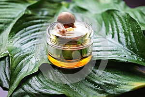 Snail and a jar of skin cream on green leaves.