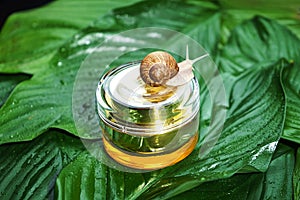 Snail and a jar of skin cream on green leaves.