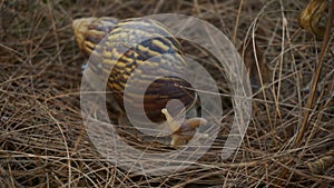 Snail Journeying Across Mossy Terrain