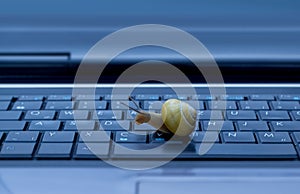 Snail on keyboard