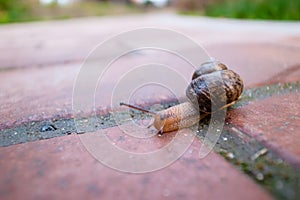 A snail, a kind of mollusc