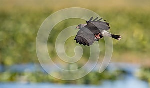 Snail Kite