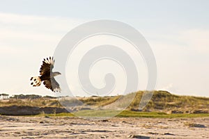 Snail kite on the beach