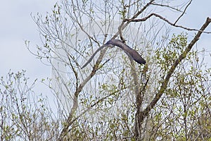 Snail Kite In Dive For Prey