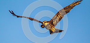 Snail Kite In Flight