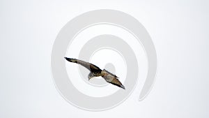 Snail kite in flight