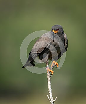 A Snail Kite Hunting