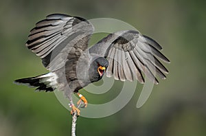 A Snail Kite Hunting