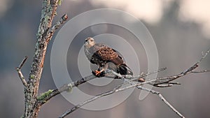 A Snail Kite Hunting