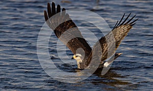 A Snail Kite Hunting