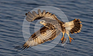 A Snail Kite Hunting