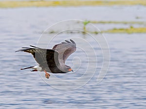 snail kite - Rostrhamus sociabilis plumbeus - handsome grey male in flight with apple snail in his talons with water background