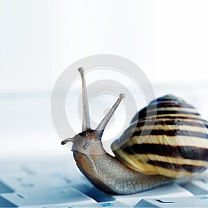 Snail on a laptop