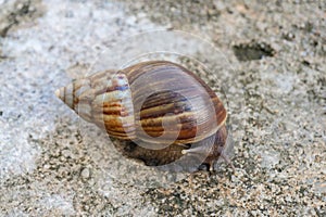 The snail or Latin name Lissachatina fulica is a land snail that belongs to the Achatinidae family. giant African land snails that