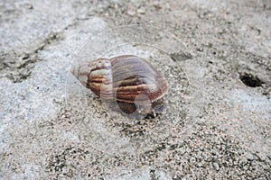 The snail or Latin name Lissachatina fulica is a land snail that belongs to the Achatinidae family. giant African land snails that