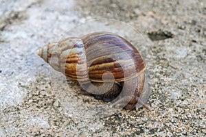 The snail or Latin name Lissachatina fulica is a land snail that belongs to the Achatinidae family. giant African land snails that