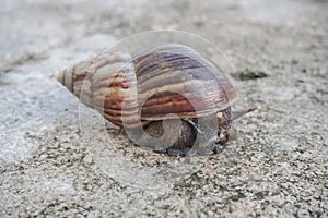 The snail or Latin name Lissachatina fulica is a land snail that belongs to the Achatinidae family. giant African land snails that