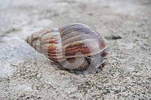 The snail or Latin name Lissachatina fulica is a land snail that belongs to the Achatinidae family. giant African land snails that