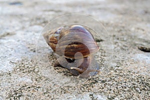 The snail or Latin name Lissachatina fulica is a land snail that belongs to the Achatinidae family. giant African land snails that