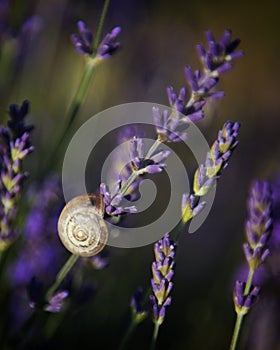 Snail on Lavender