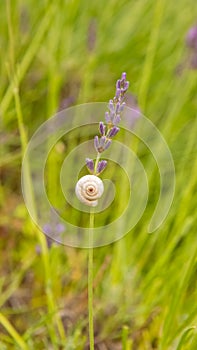 A snail on a lavender flower