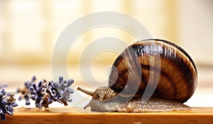 Snail and lavender