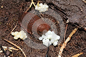 A snail lays eggs