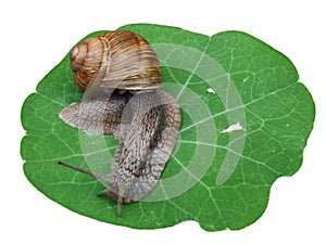 Snail on leaf
