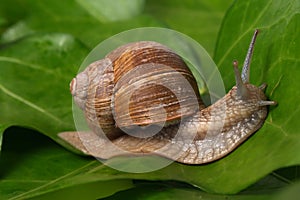 Snail on the leaf