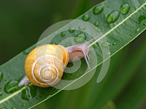 Snail on a leaf photo