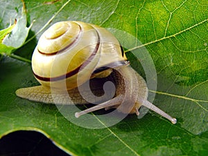 Snail on leaf