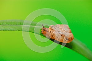 A snail on the leaf