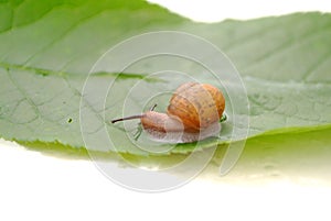 Snail on the leaf