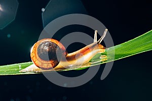 Snail on the leaf