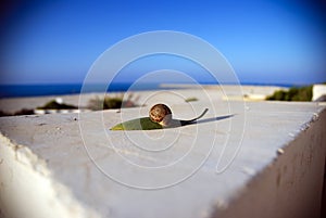 Snail on a leaf