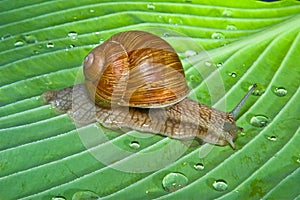 Snail on leaf