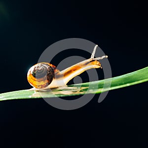 Snail on the leaf against black background