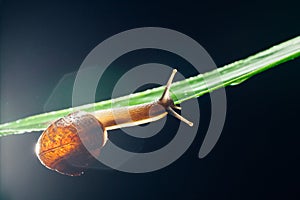 Snail on the leaf against dark background