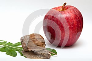 Snail on leaf. apple.