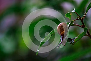 Land snail on a green leaf