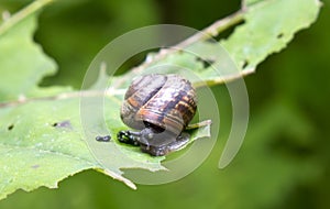Snail on a leaf