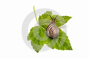 Snail on leaf currant. Helix pomatia