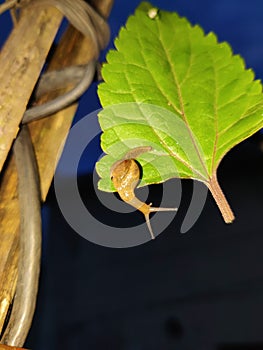 Snail leaf dark green night
