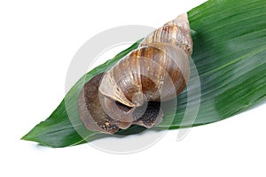 A snail on a leaf from a flower. Isolated on white background.